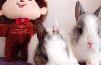 怎么养暹罗猫幼猫