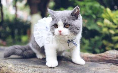 怎么养英短猫让它活到30年