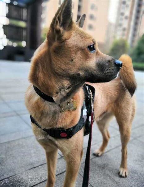 狗是怎么养的