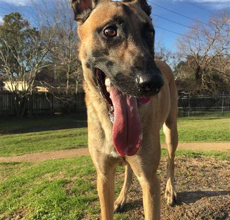 马犬幼犬的正确饲养方法