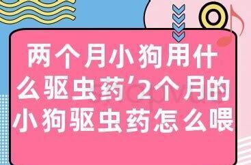 两个月的狗狗怎么养