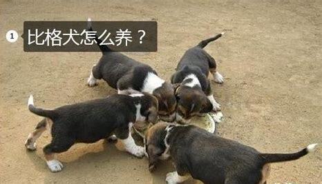 怎样养比格犬