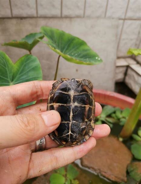 怎么养草龟