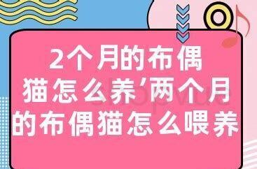 两个月猫怎么养胖