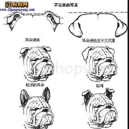 怎么养斗牛犬