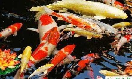 锦鲤水怎么养