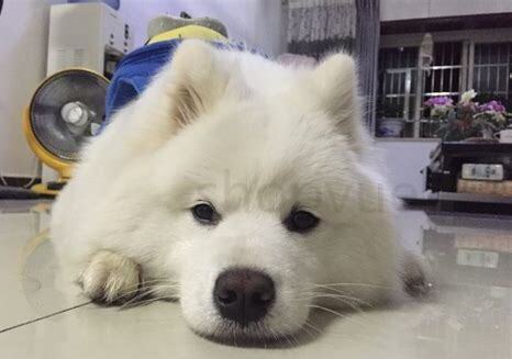 怎么养萨摩耶 怎么养萨摩耶