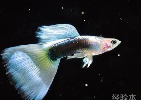 孔雀鱼幼鱼第一天到30天图片