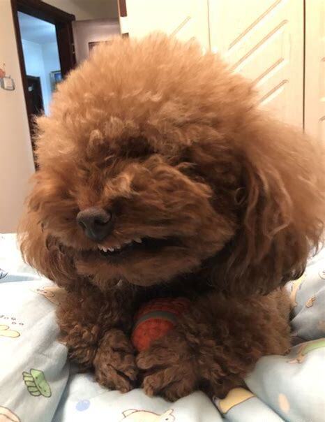 大泰迪怎么养最好
