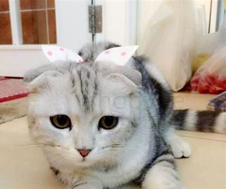 怎么养折耳猫
