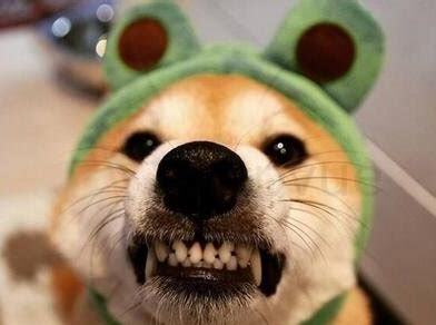 怎么养秋田犬
