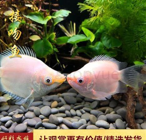 接吻鱼怎么养不活