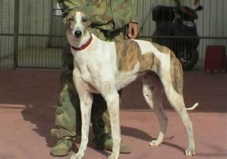 格力犬怎么养