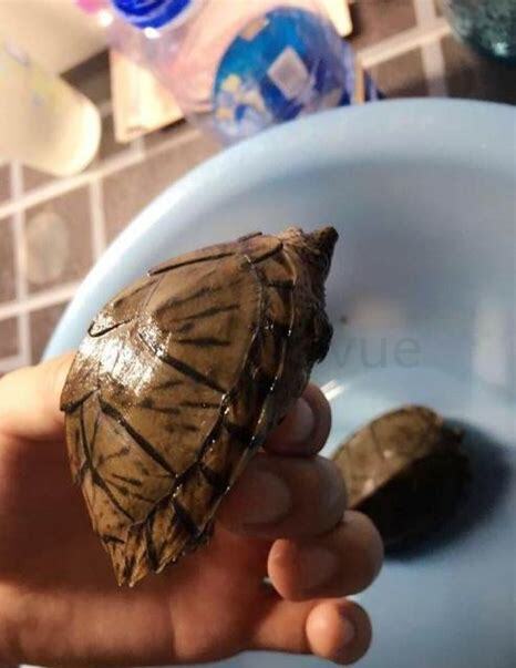 剃刀怎么养出放射纹 剃刀怎么养出放射纹