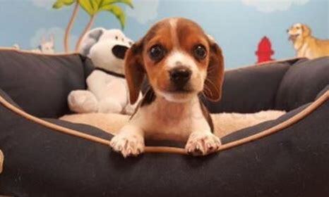 怎么养比格犬