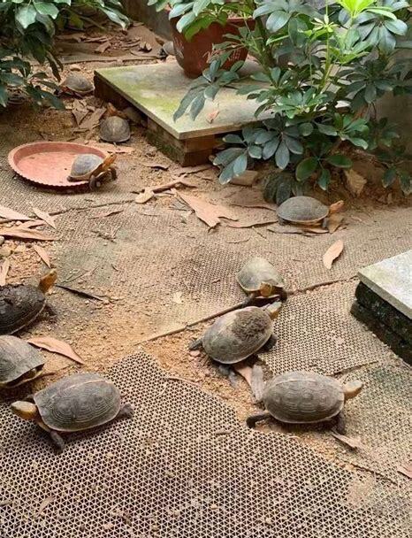 黄缘怎么养