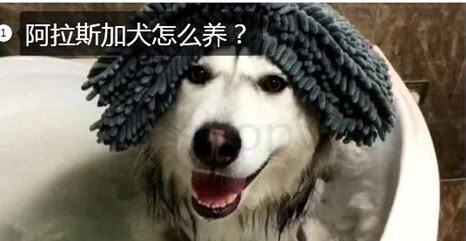 怎么养阿拉斯加幼犬 怎么养阿拉斯加幼犬
