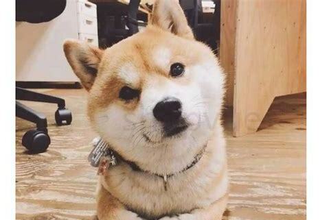 秋田怎么养胖
