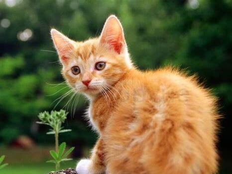 一个月的猫猫怎么养