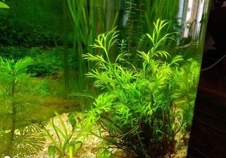 怎么养水草缸里的水草