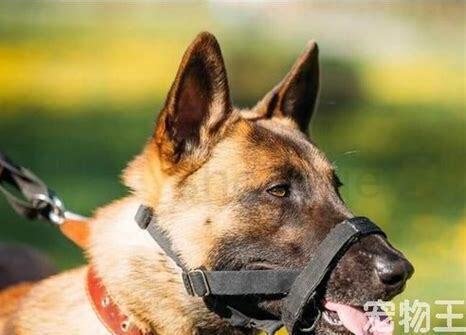 怎么养金毛犬
