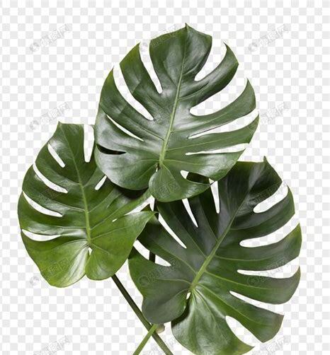 龟背竹怎么养