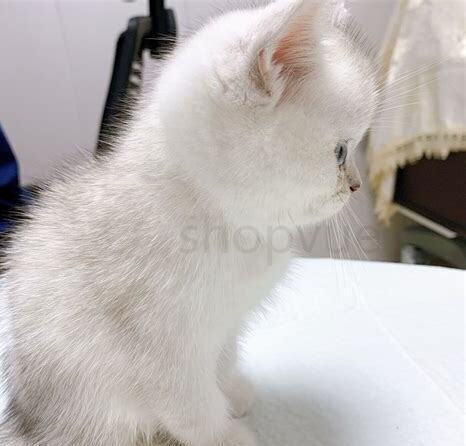 怎么养小奶猫