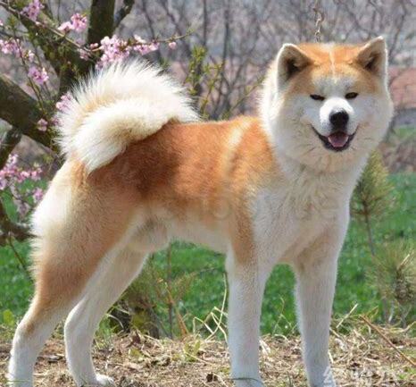 秋田怎么养