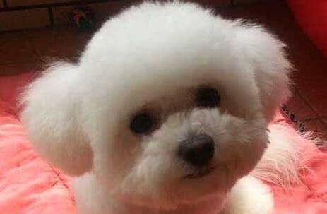 怎么养比熊幼犬 怎么养比熊幼犬