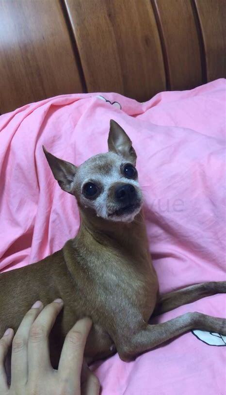 鹿犬怎么养