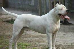 怎么养猎犬