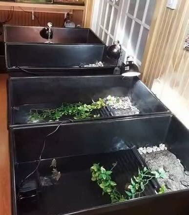 钻纹怎么养白