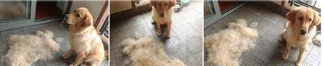 怎么养小金毛犬