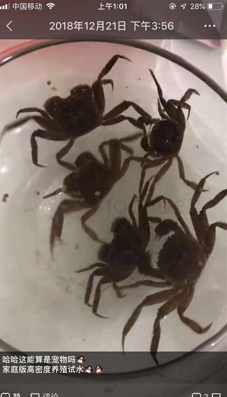 宠物蟹怎么养