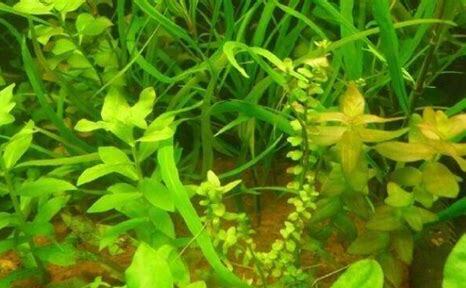 水草怎么养好