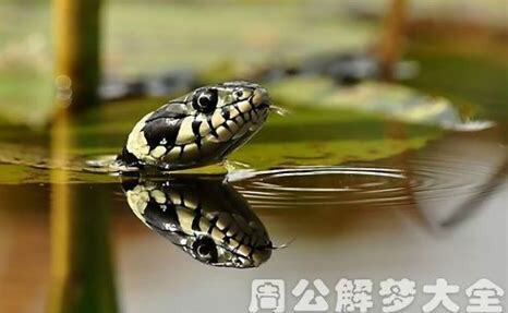怎么养水蛇