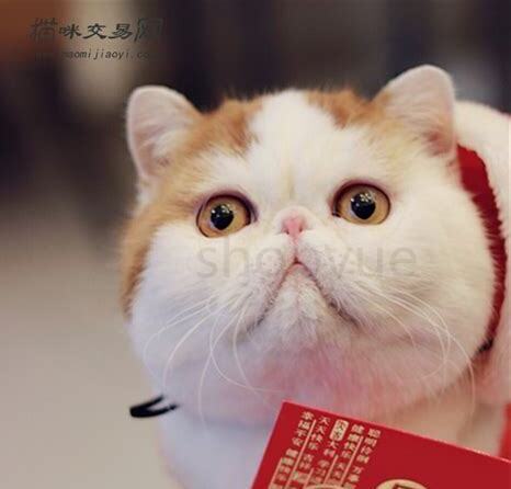 小猫养多久才认主人