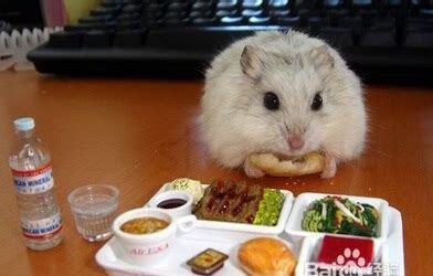 仓鼠要怎么养