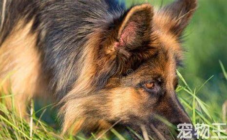 德国牧羊犬怎么养