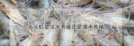 怎么养黑壳虾让他它繁殖