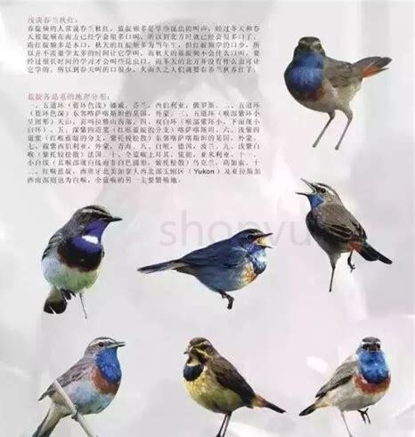 靛颏怎么养 靛颏怎么养