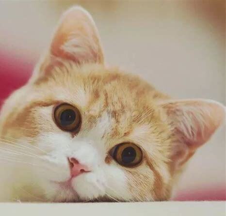 怎么把猫养熟