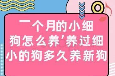 细狗怎么养才能长得快 细狗怎么养才能长得快