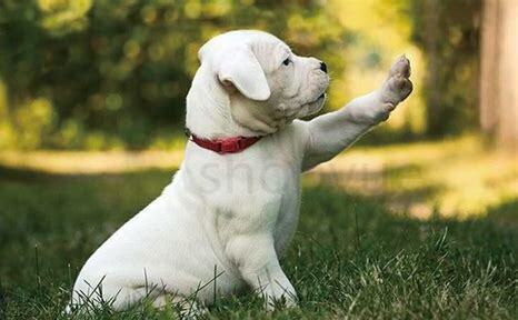 怎么养杜高犬