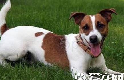 梗犬好养吗