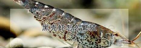 幼虾怎么养 幼虾怎么养
