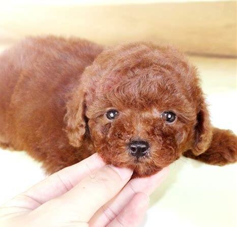 刚满月的泰迪幼犬怎么养