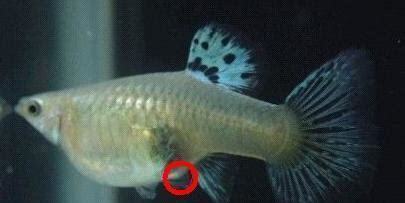 鱼怀孕了怎么养