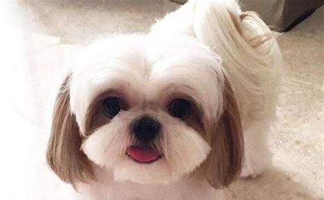 西施犬怎么养百度经验