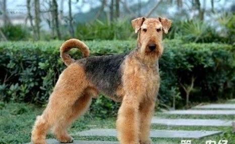 梗犬怎么养